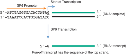 Figure 1 Transcription by SP6 RNA Polymerase