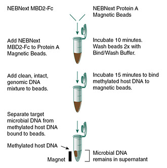 neb