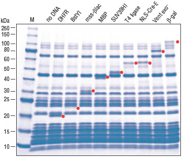 Figure 1: Protein expression using the PURExpress® In Vitro Protein Synthesis Kit. 