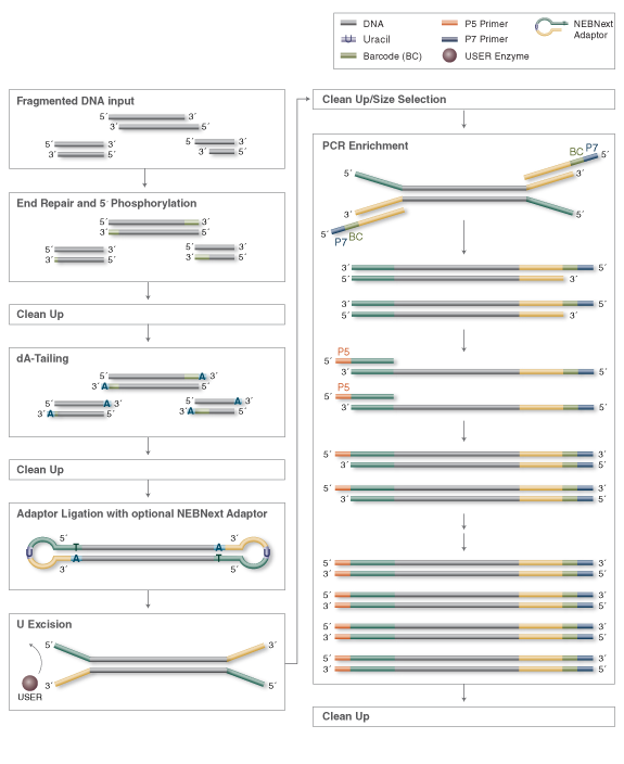 DNA Library Preparation Workflow for Illumina
