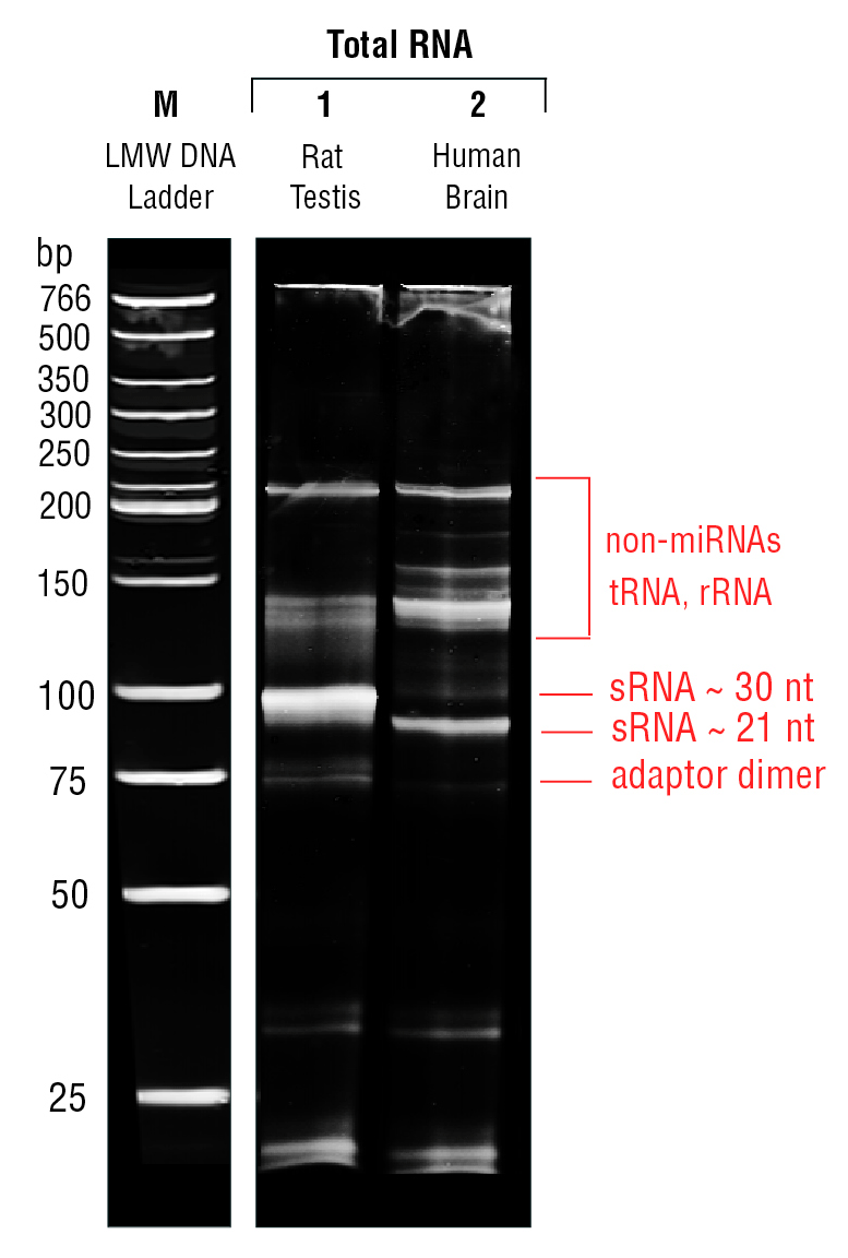nebnext small rna library prep set for