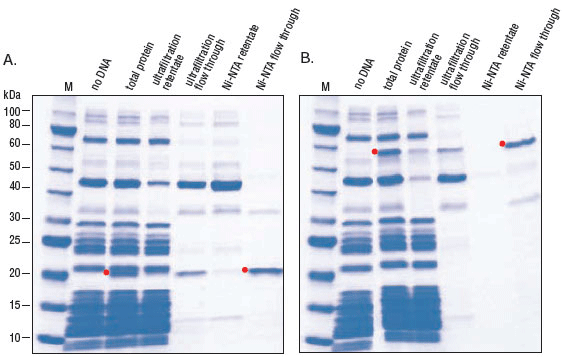 Figure 4: Expression and reverse purification of DHFR (A) and T4 DNA Ligase (B) using PURExpres