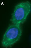Figure 2. Live cell imaging of CLIPffusion proteins