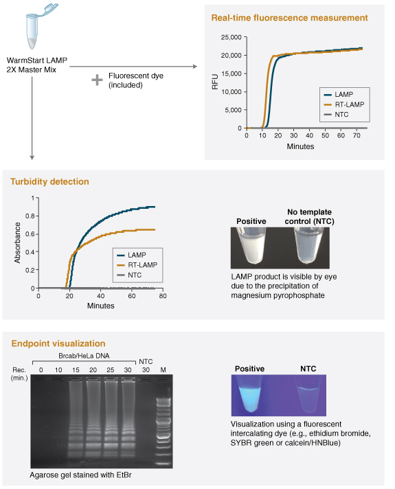 WarmStart® LAMP Kit (DNA & RNA) NEB