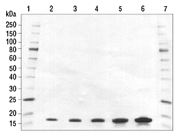 SDS-PAGE analysis of Histone H3.1 Human, Recombinant