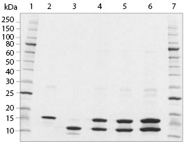 SDS-PAGE analysis of Histone H3.1/H4 Tetramer Human, Recombinant