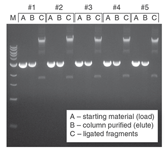 DNA purified from agarose gels using the Monarch DNA Gel Extraction Kit can be reproducibly isolated and ligated. Two micrograms of a 3 kb fragment with compatible ends was resolved on a 1% agarose gel, excised, and purified using the Monarch DNA Gel Extraction Kit. Samples were eluted in 20 μl and a fraction (1/4 th of total) was ligated using the Blunt/TA Ligase Master Mix (NEB #M0367 (https://www.neb.com/products/m0367-blunt-ta-ligase-master-mix) ). Representative samples from 5 replicates were resolved on a second 1% agarose gel. M is the 1 kb DNA Ladder (NEB #N3232 (https://www.neb.com/products/n3232-1-kb-dna-ladder) ).