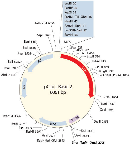 Figure 2:  pCLuc-Basic 2 multiple cloning site (MCS)  