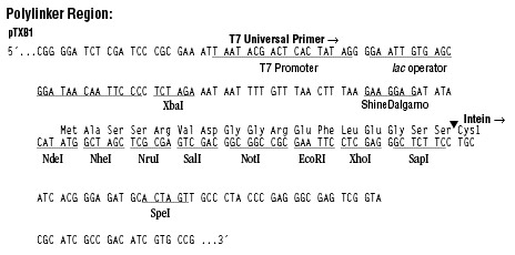 Ptxb1 Vector Neb