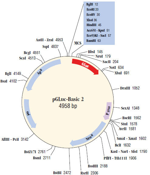 snapgene prices per base snapgene prices per base