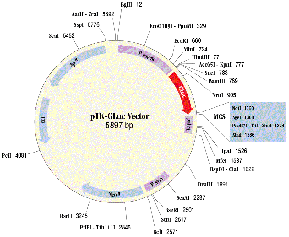 Figure 1:  pTK-GLuc multiple cloning site (MCS) 