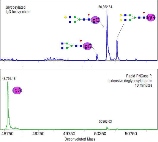 ESI-TOF analysis of an antibody before and after treatment with Rapid PNGase F