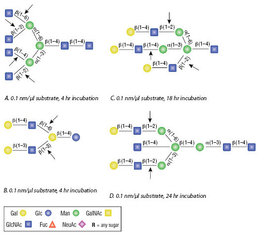 B N Acetylglucosaminidase Neb