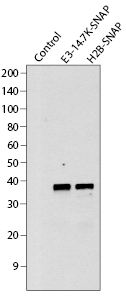 Western blot analysis of SNAP-tag fusion proteins expressed in mammalian cells.