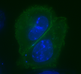Figure 1: Live CHO-K1 cells transiently transfected with pCLIPf-NK1R(tm)
