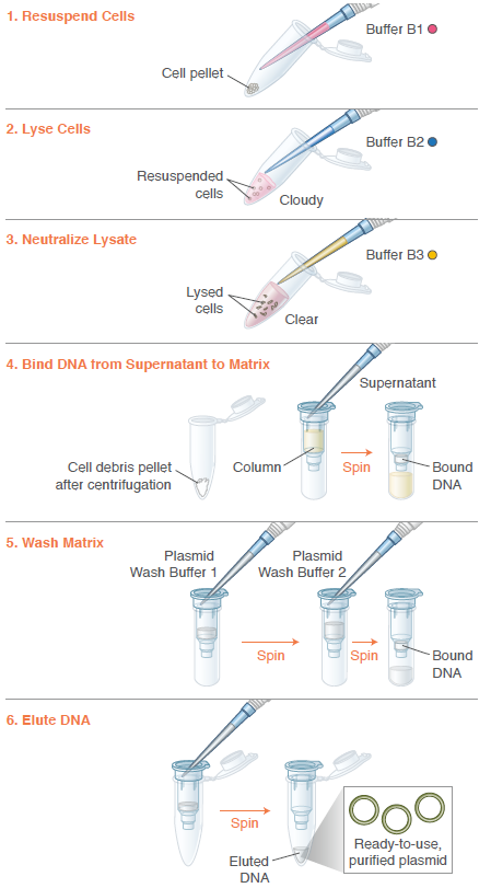 qiagen plasmid mini midi and maxi kits