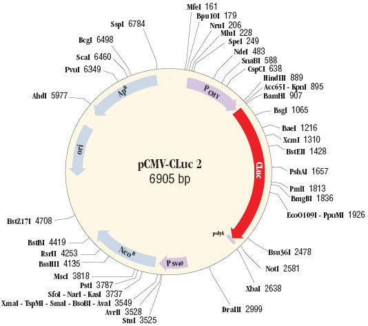 plasmid vector