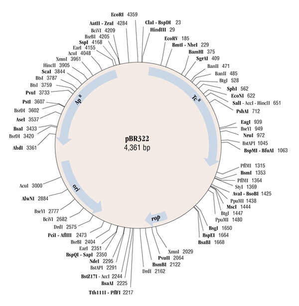 plasmid vector