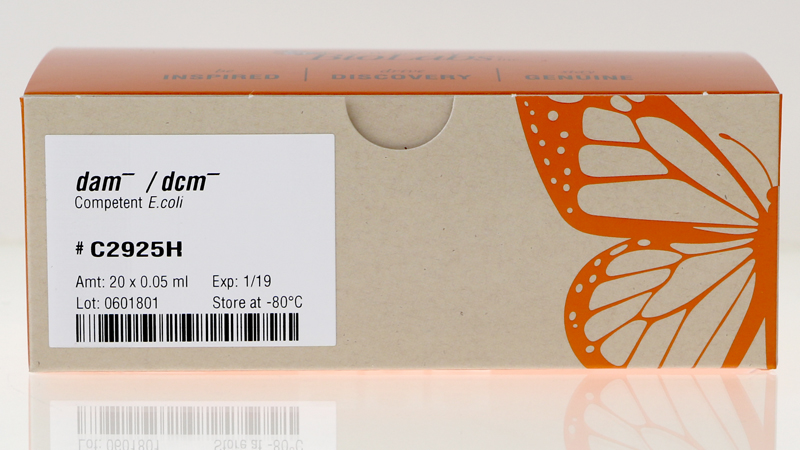 dam dcm Competent E coli