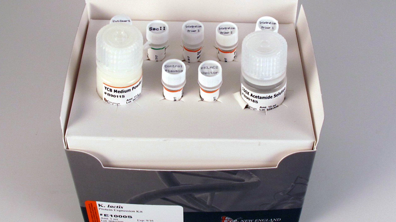 K lactisProtein Expression Kit