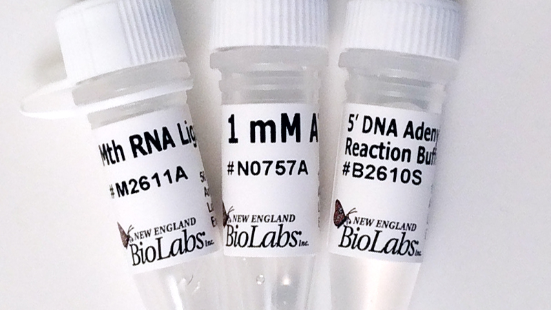 5’ DNA Adenylation Kit