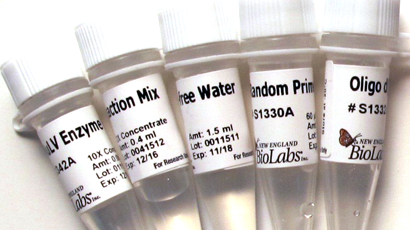 ProtoScript First Strand cDNA Synthesis Kit