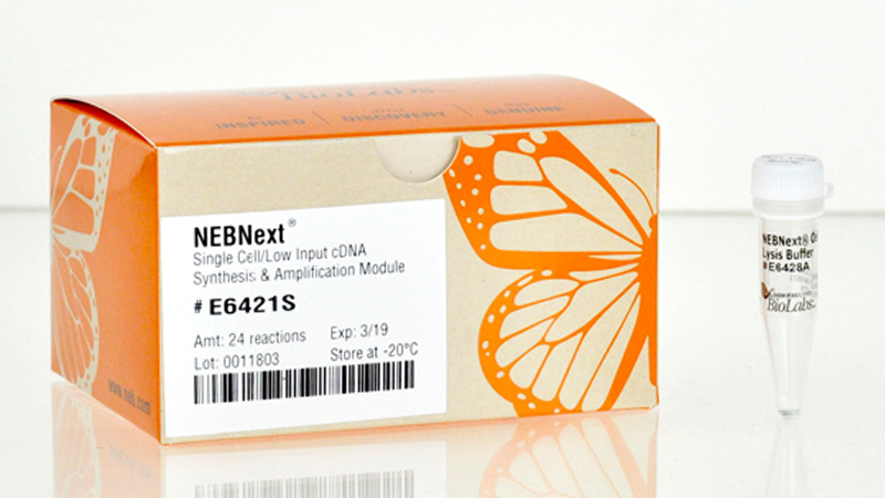 NEBNext Single Cell Low Input cDNA Synthesis Amplification Module