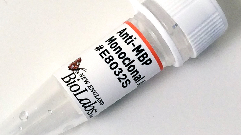 Anti MBP Monoclonal Antibody