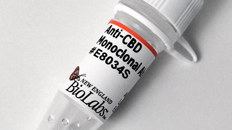 Anti CBD Monoclonal Antibody