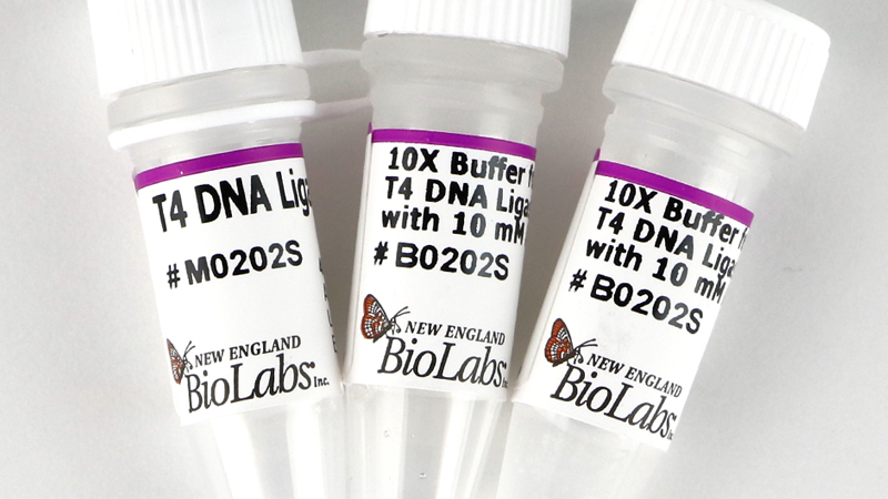 T4 DNA Ligase