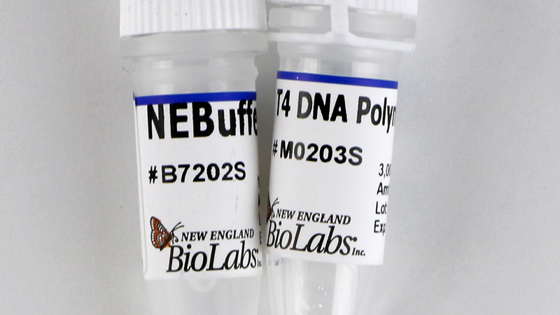 T4 DNA Polymerase