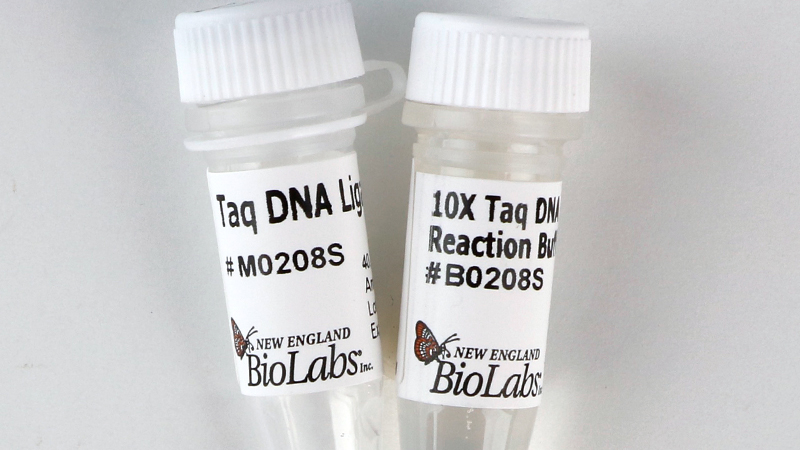 Taq DNA Ligase