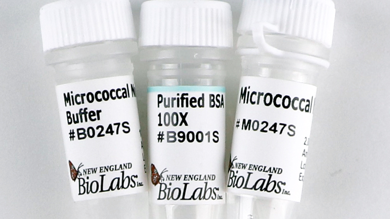 Micrococcal Nuclease