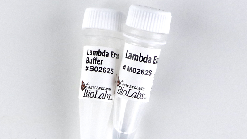 Lambda Exonuclease