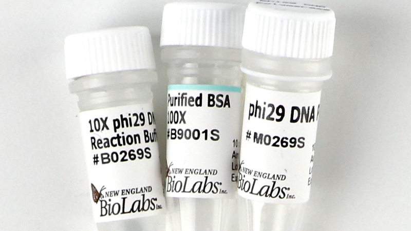 phi29 DNA Polymerase