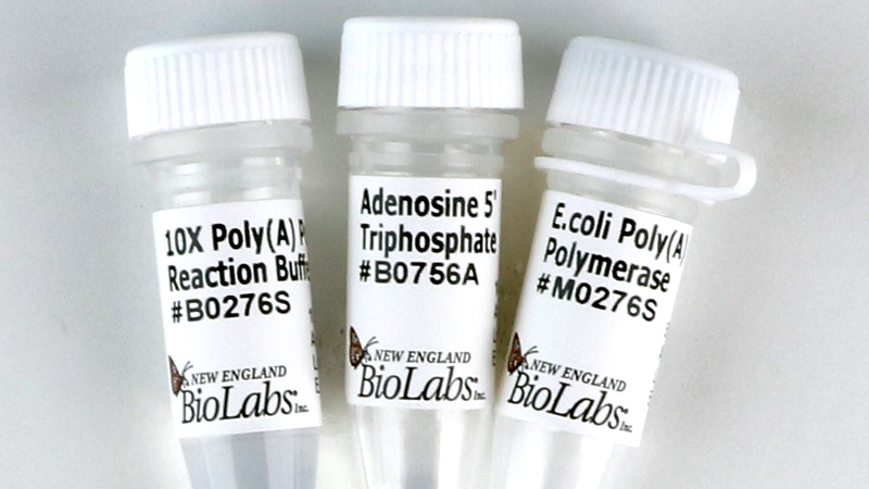 E coli Poly A Polymerase