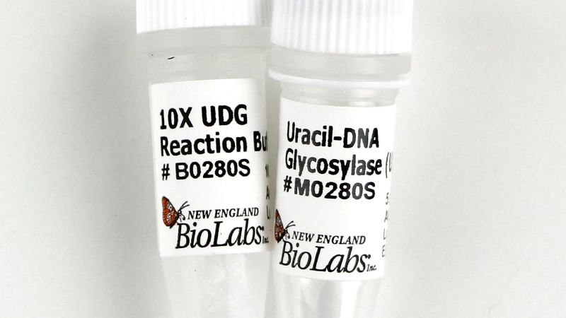 Uracil DNA Glycosylase