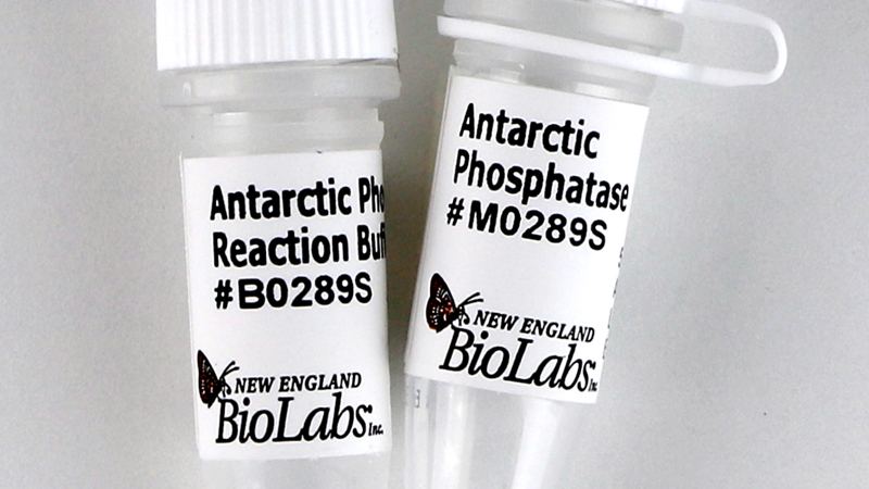 Antarctic Phosphatase