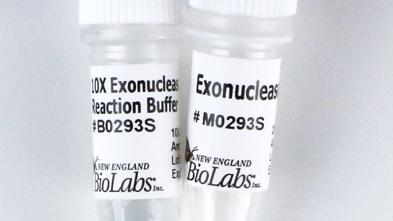 Exonuclease I E coli
