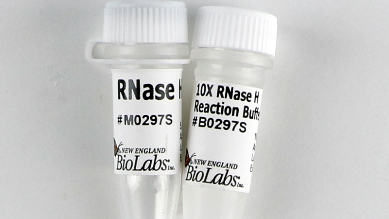 RNase H