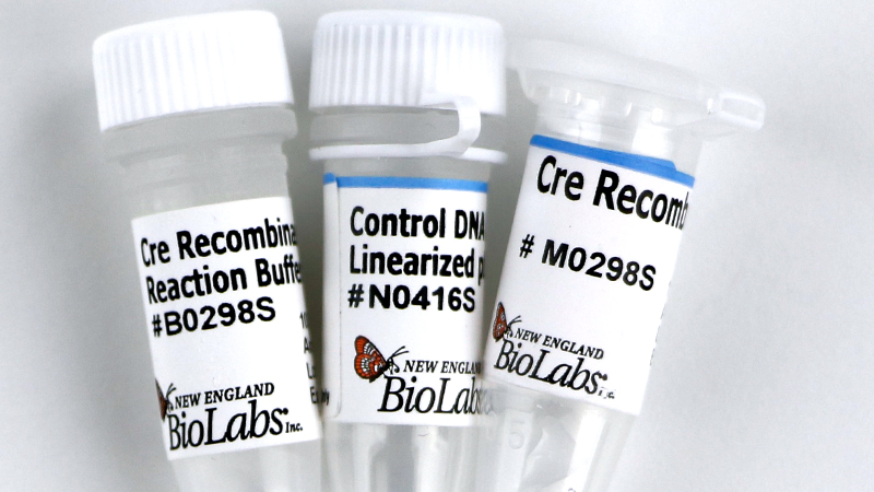 Cre Recombinase