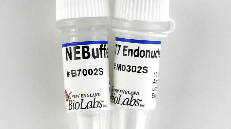 T7 Endonuclease I