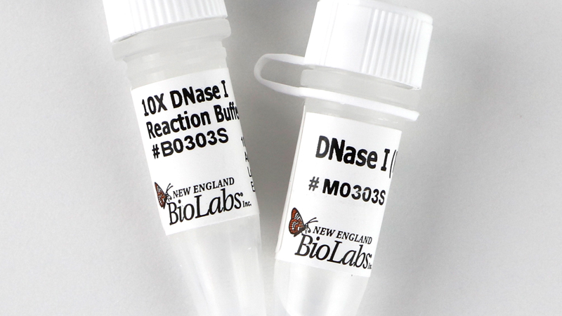 DNase I RNase free