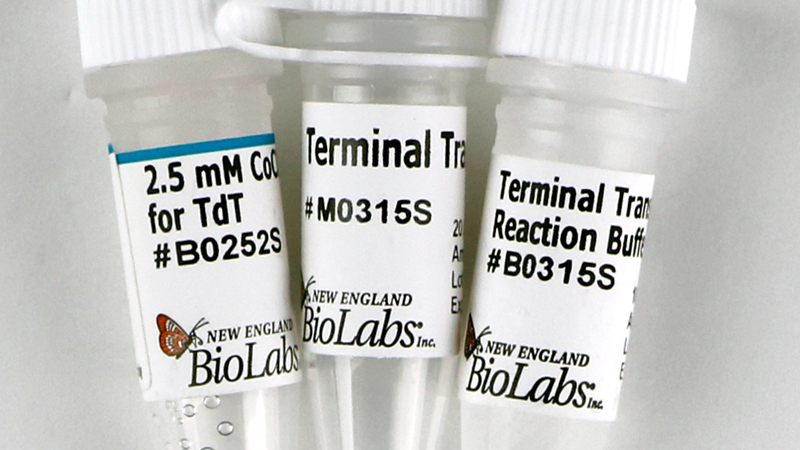 Terminal Transferase