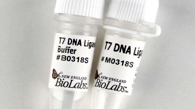 T7 DNA Ligase