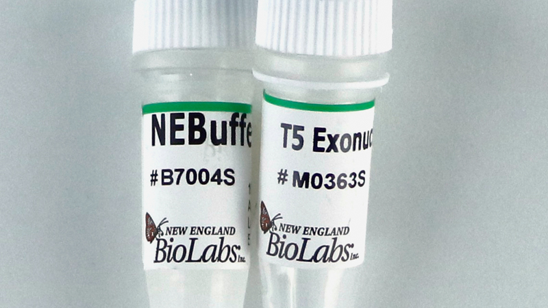 T5 Exonuclease