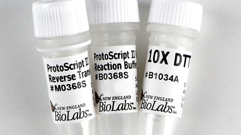 ProtoScript II Reverse Transcriptase