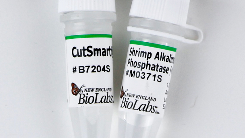 Shrimp Alkaline Phosphatase rSAP