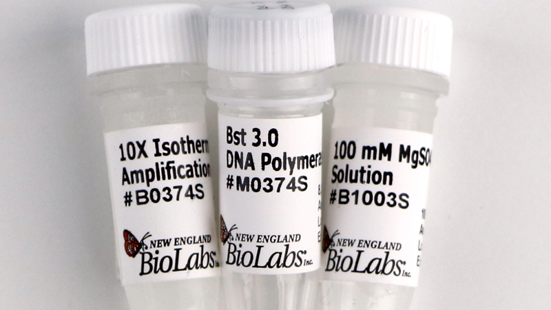 Bst 3 0 DNA Polymerase