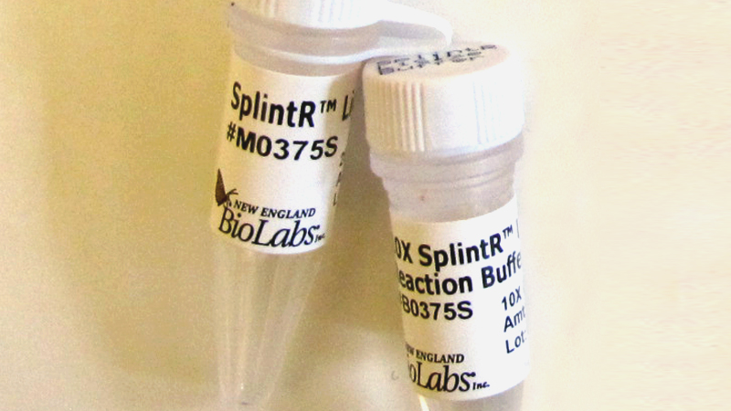 SplintR Ligase